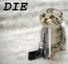 The Cat dies !