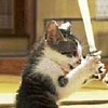 Jedi Cat