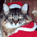 Christmas Cat